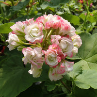 Close-up of apple blossom rosa & weiß geranium blumen