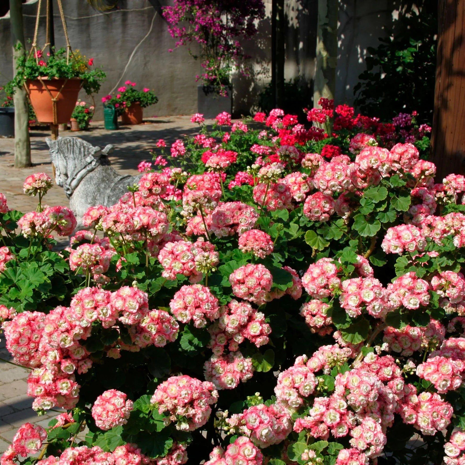 Geranium apple blossom rosa & weiß blumen wachsend in töpfen