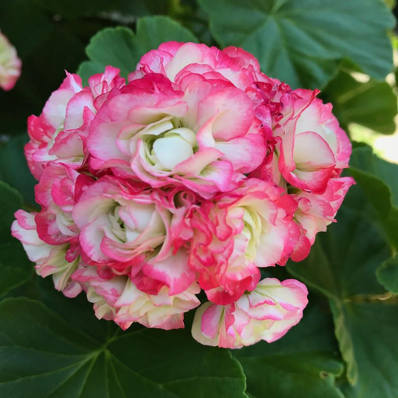 Geranium apple blossom rosa & weiß samen for anpflanzung