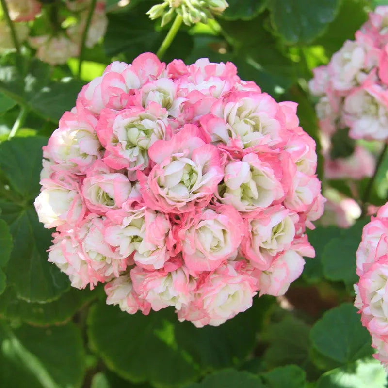 Apple blossom baby rosa geraniums in garten planters