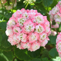 Apple blossom baby rosa geraniums in garten planters