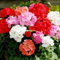 Bicolor geranium rot weiß blumen in garten beds