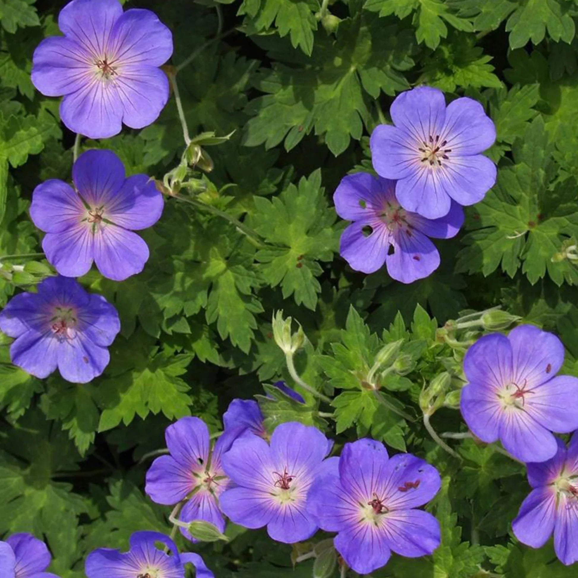 Non gmo blau climbing geranium samen for home gardens