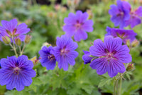 Deep blau geranium pflanzen along garten borders