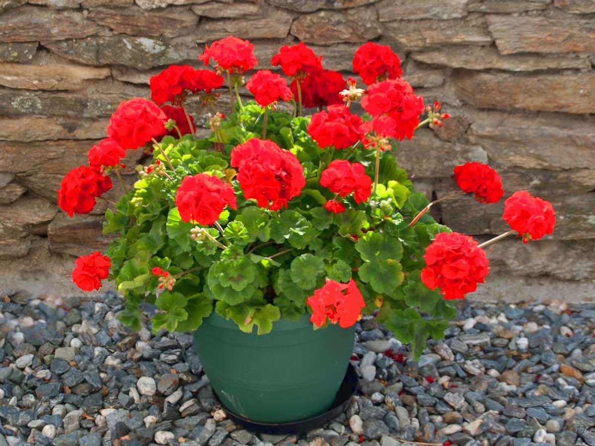 hell Rot Pelargonium Blumensamen zur Aussaat duftend Blüten Traditionssorte & ohne Gentechnik Samen Hausgarten