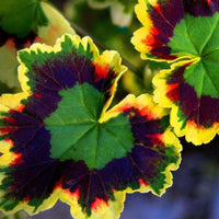 Mixed leaf geraniums in töpfen and containers