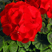 Geranium blume samen: essential anpflanzung guide