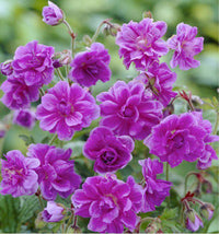 Blau Geranie Pelargonium Blumensamen zur Aussaat Schnitt Blume beliebt Traditionssorte & ohne Gentechnik Samen Hausgarten