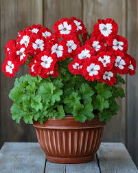 Maroon rot and weiß geranium blooms in töpfen