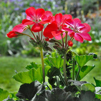 Geranium blume samen for anpflanzung