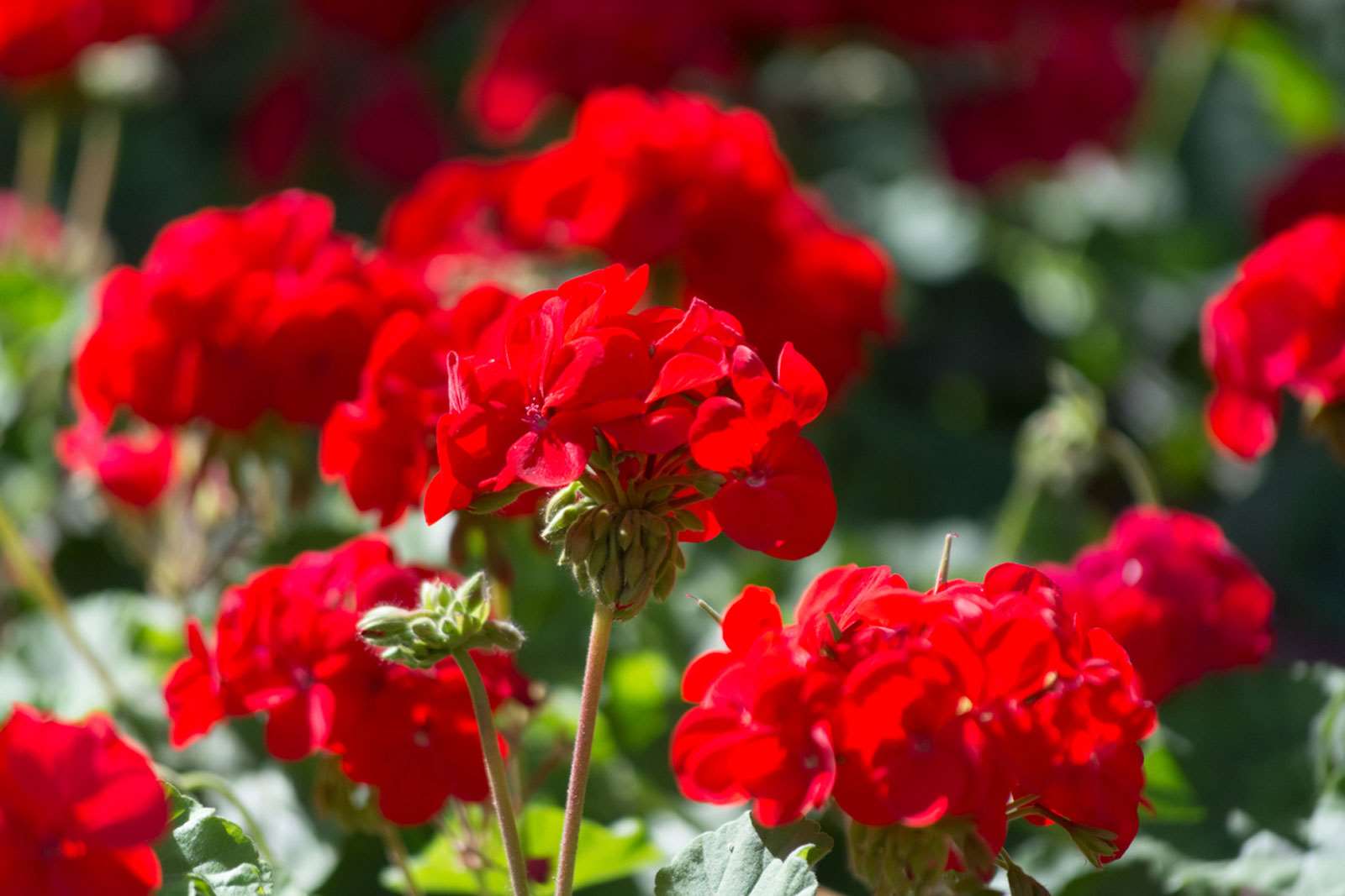 Bright geranium blumen wachsend in töpfen