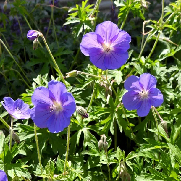 Deep blau geranium blumen enhancing garten landscapes