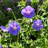 Deep blau geranium blumen enhancing garten landscapes