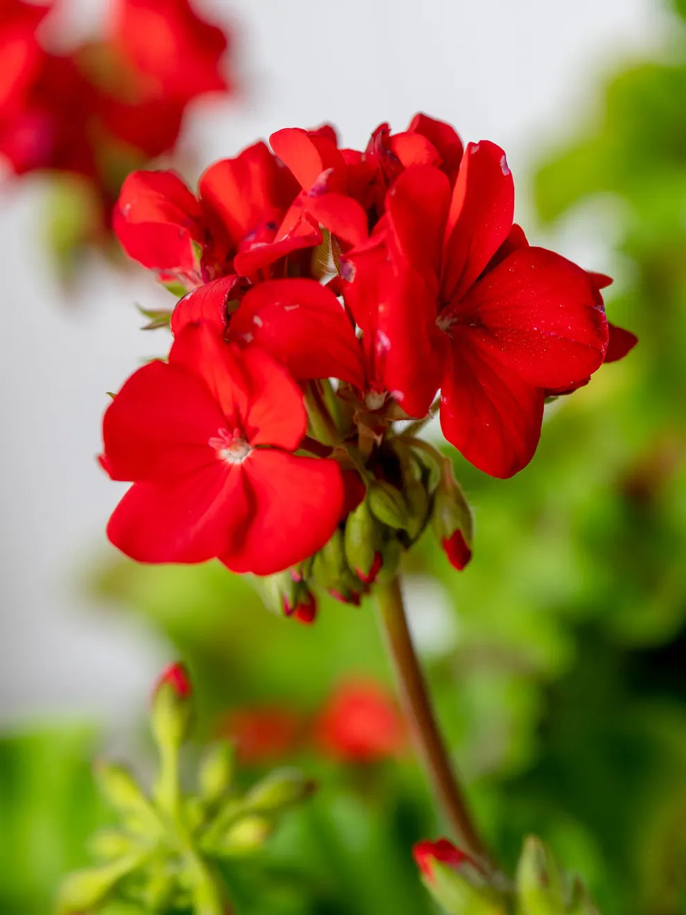 Geranium samen for hanging baskets and outdoor anpflanzung