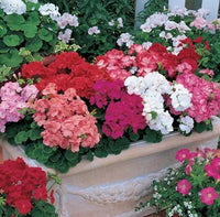 Multi Geraniums Blumensamen zur Aussaat lang Blüte Saison Traditionssorte & ohne Gentechnik Samen Hausgarten