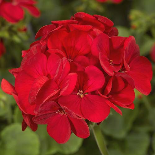 Geraniums Rot Blumensamen zur Aussaat – lang Blüte Saison – Traditionssorte & ohne Gentechnik Samen Hausgarten