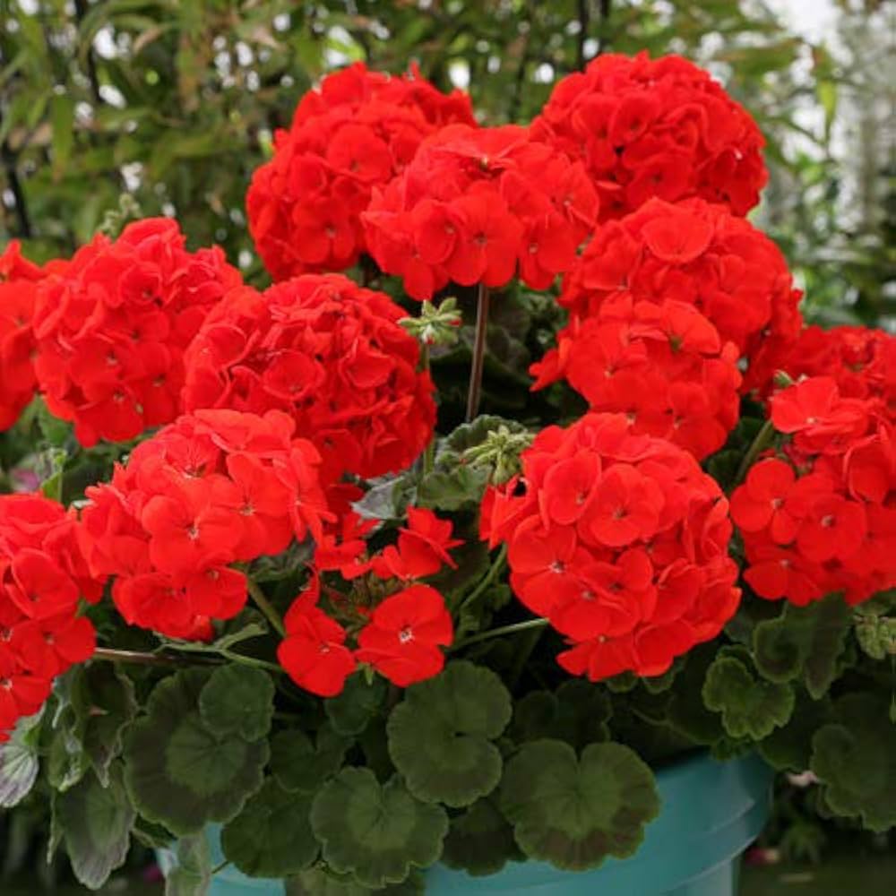 Non-gmo geranium blume samen for home and garten use