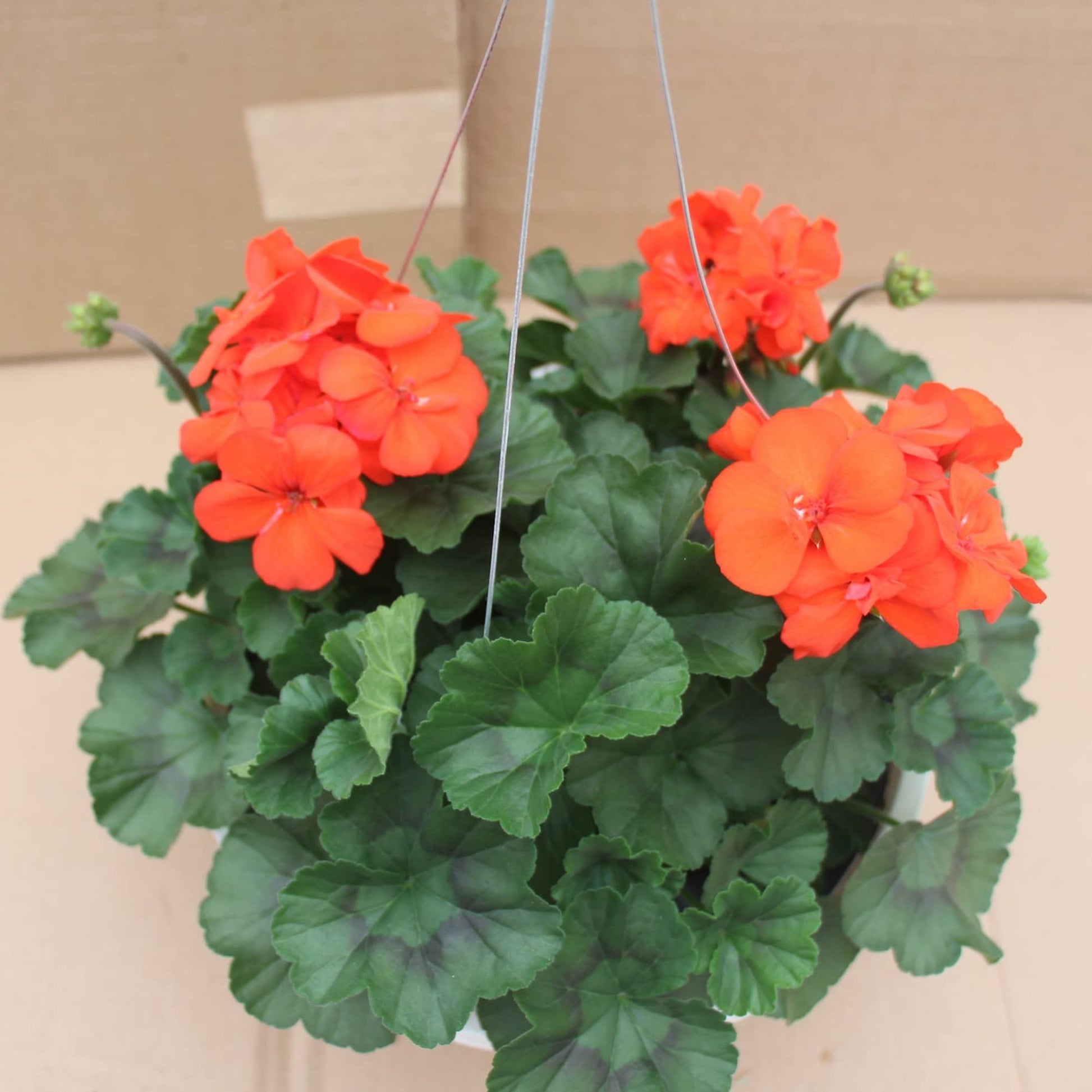 Blooming orange geranium blumen from garten samen
