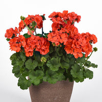 Close-up of bright orange geranium blumen