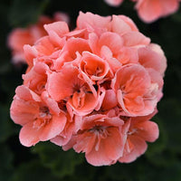 Geranium orange blume samen for anpflanzung vibrant garten blooms