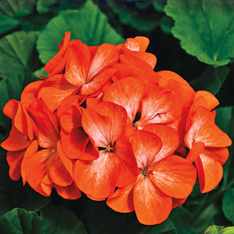 Orange geraniums planted along garten borders