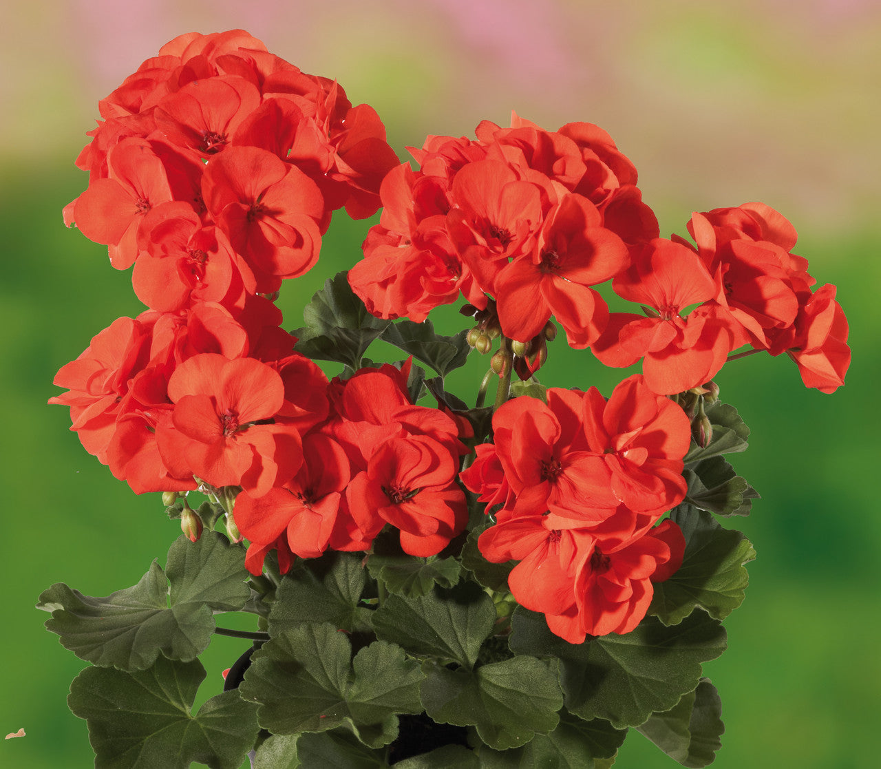 Orange geranium blumen wachsend in töpfen