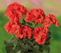 Orange geranium blumen wachsend in töpfen
