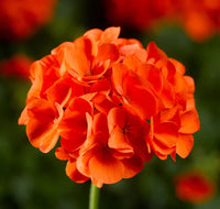 Geranium orange samen for easy anpflanzung