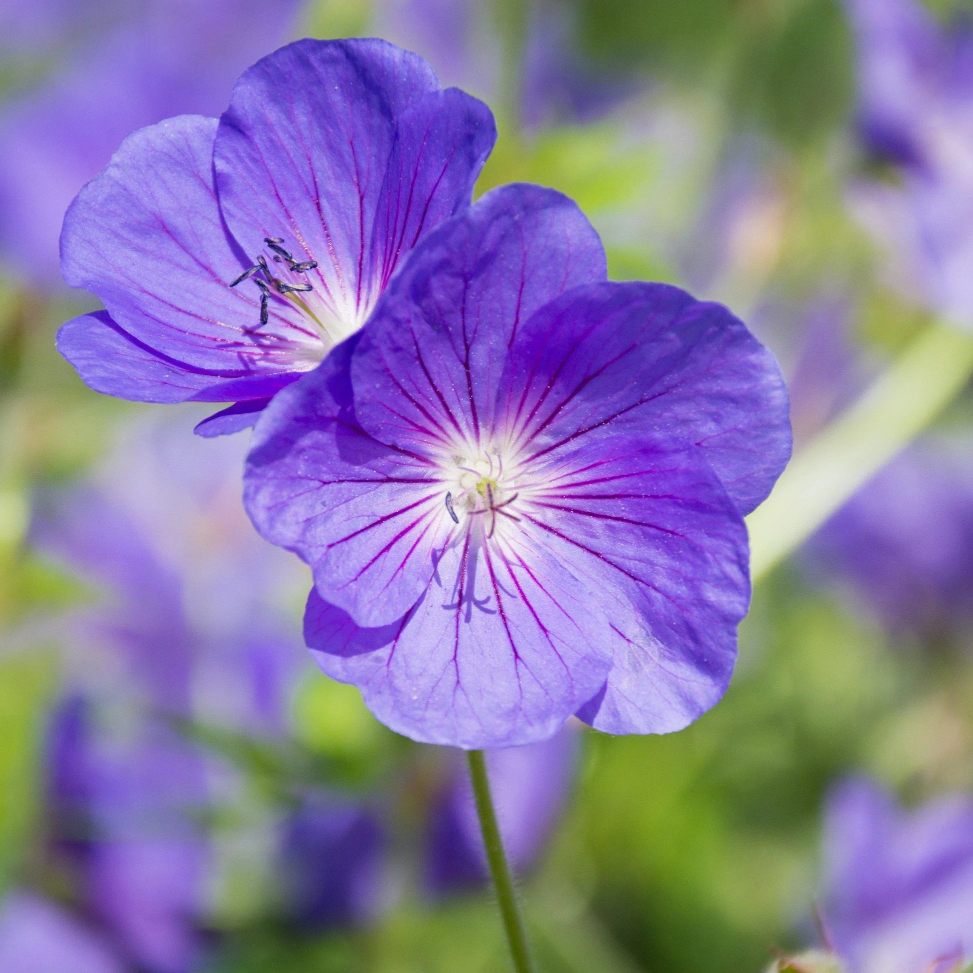 Geranium pelargonium peltatum samen for anpflanzung