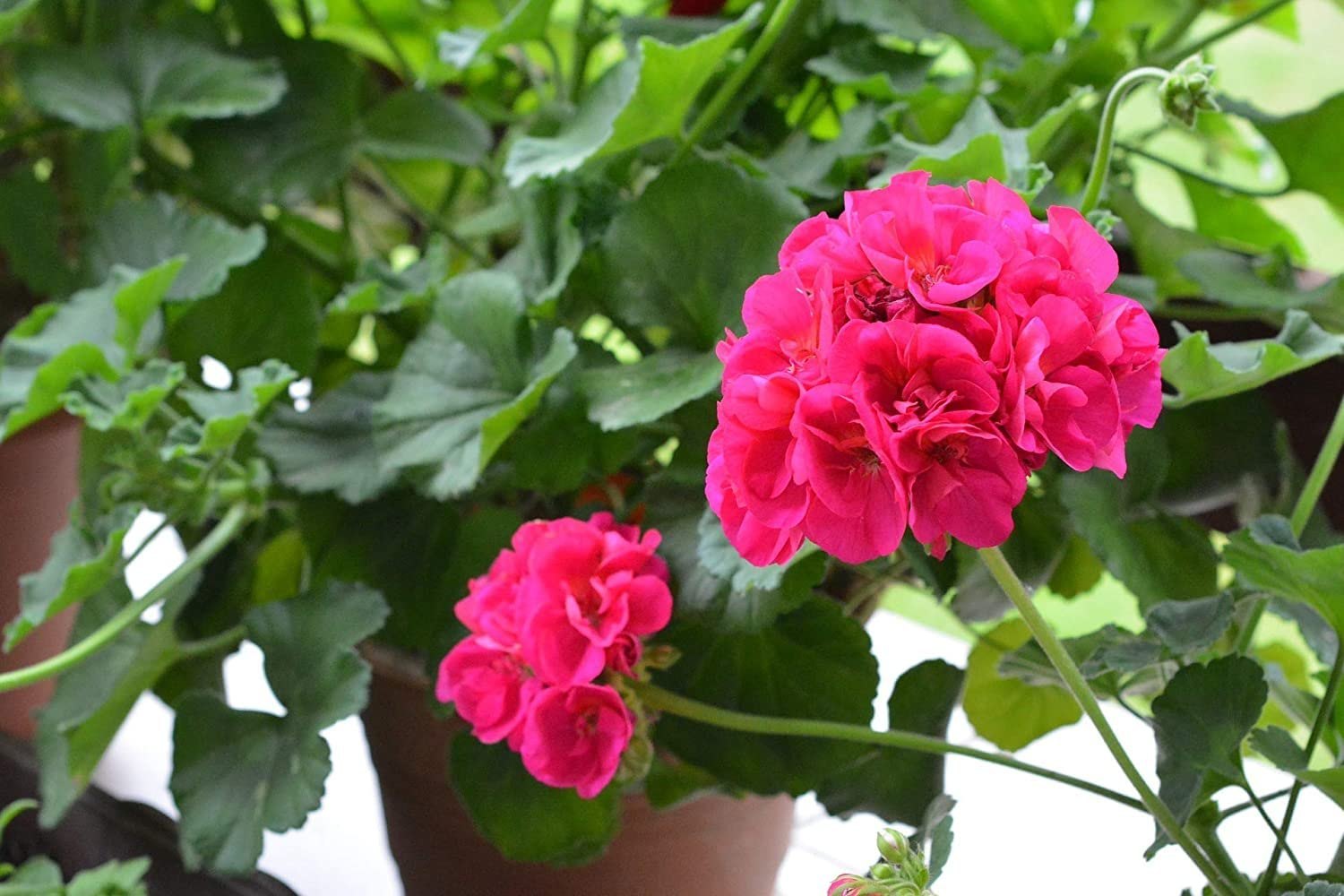 dunkel Rosa Geranie Pelargonium Blumensamen zur Aussaat Halbschatten verträglich Traditionssorte & ohne Gentechnik Samen Hausgarten