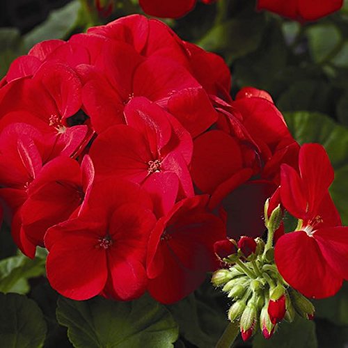 Geranium blume samen anpflanzung guide for beginners