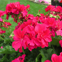 How to grow rosa geranium blumen