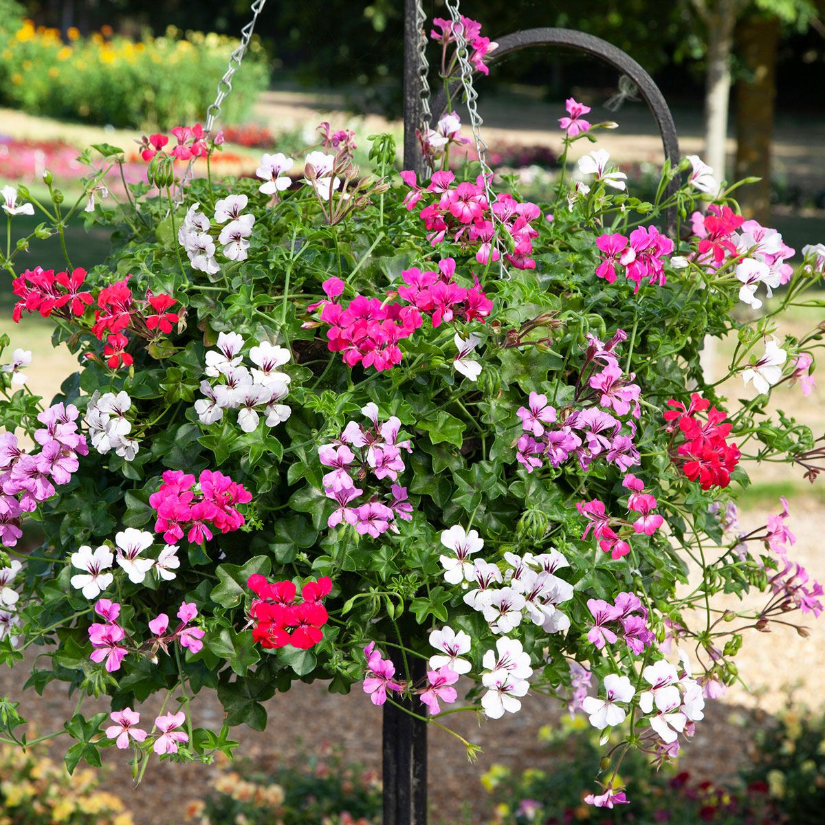 Gemischt kletternd Geranie Samen zur Aussaat – Traditionssorte ohne Gentechnik Blumen Hausgarten