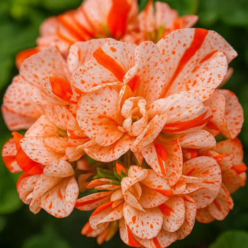 Geranium rot weiß blume samen for anpflanzung