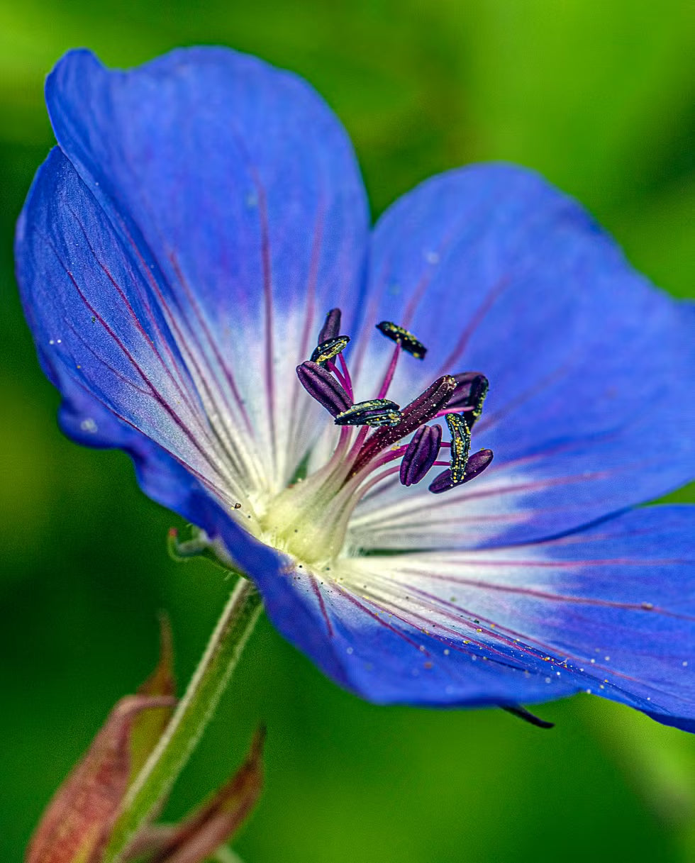 Blau Geraniums Blumensamen zur Aussaat – Anzucht – Traditionssorte & ohne Gentechnik Samen Hausgarten