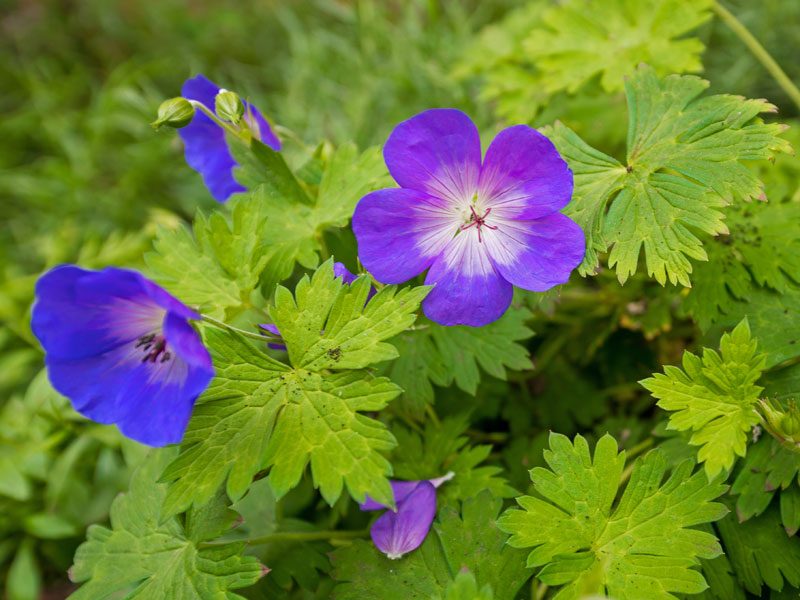 Traditionssorte Geranie Pratense Blumensamen zur Aussaat leuchtend Blüten Traditionssorte & ohne Gentechnik Samen Hausgarten