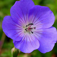 Blau hell Rosa Geranie Blumensamen zur Aussaat sonnenliebend Traditionssorte & ohne Gentechnik Samen Hausgarten