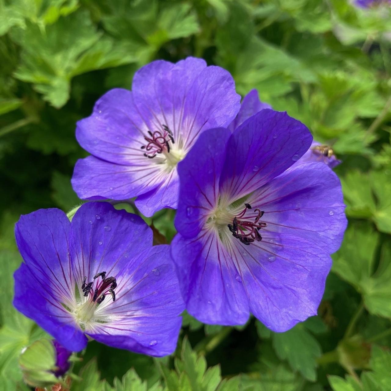 tief Blau Geranie Blumensamen zur Aussaat sonnenliebend Traditionssorte & ohne Gentechnik Samen Hausgarten