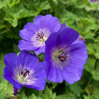 tief Blau Geranie Blumensamen zur Aussaat sonnenliebend Traditionssorte & ohne Gentechnik Samen Hausgarten