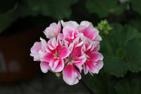Geranium samen for anpflanzung vibrant rosa and weiß blumen