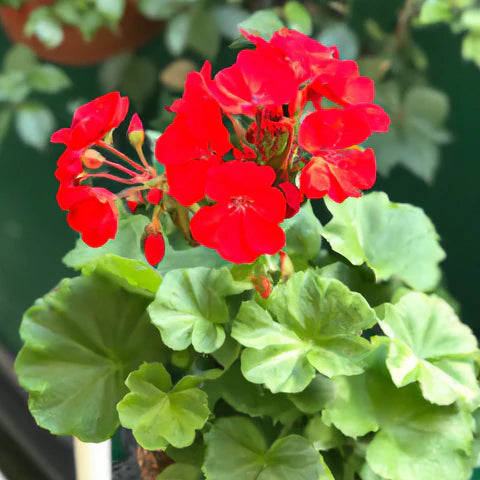Kastanienrot Rot Geranie Blumensamen zur Aussaat Garten beliebt Traditionssorte & ohne Gentechnik Samen Hausgarten