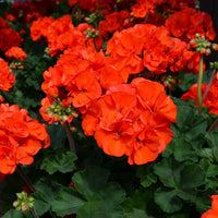 Geraniums orange blume samen for anpflanzung - colorful display, heirloom & gmo free samen for home garten
 
 sale samen for anpflanzung in home garten