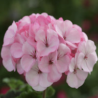 Pale rosa geranium blume samen for anpflanzung - long bloom season, heirloom & gmo free samen for home garten
 
 sale for anpflanzung in home garten