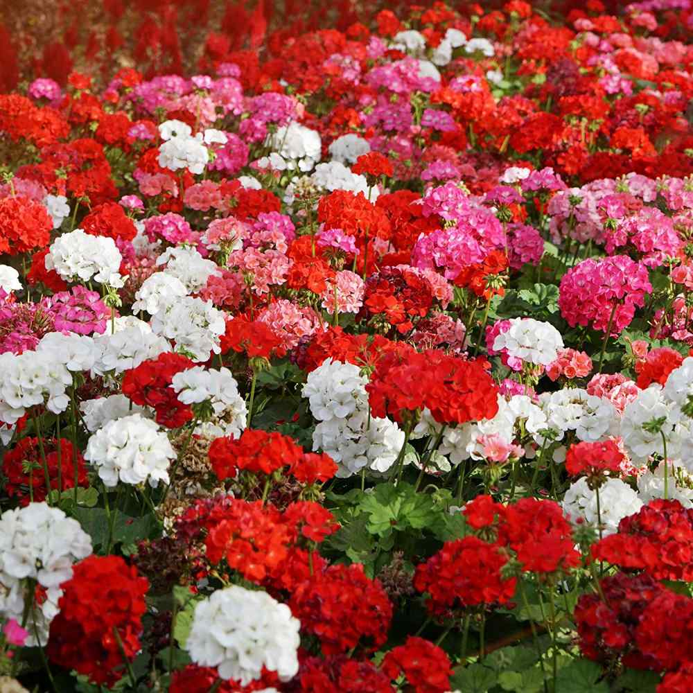 Gemischt Geranie Blumensamen zur Aussaat – hochwertige Qualitäts- – Traditionssorte & ohne Gentechnik Samen Hausgarten