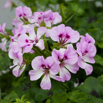 Weiß Lila Geranie Blumensamen zur Aussaat lang Blüte Saison Traditionssorte & ohne Gentechnik Samen Hausgarten
