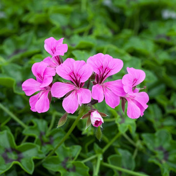 Violett kletternd Geranie Samen zur Aussaat Enhance Garten