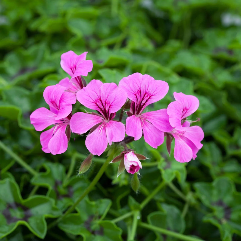 Violett kletternd Geranie Samen zur Aussaat Enhance Garten