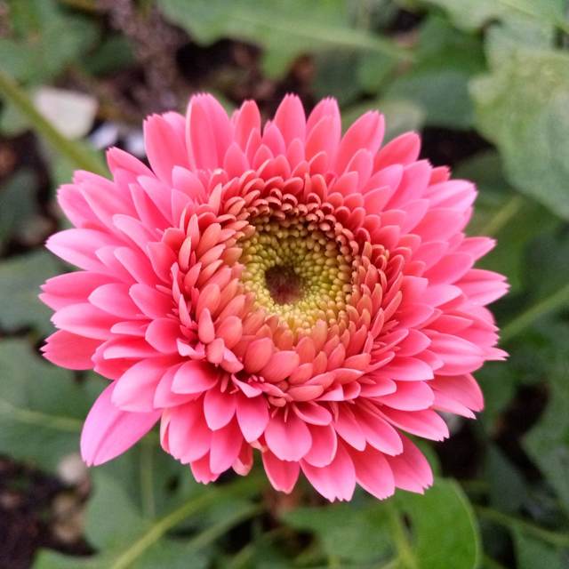 Rosa Jamesonii Blumensamen zur Aussaat – sonnenliebend – Traditionssorte & ohne Gentechnik Samen Hausgarten