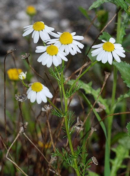 German Chamomile Samen Matricaria recutita
