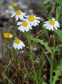 German Chamomile Samen Matricaria recutita